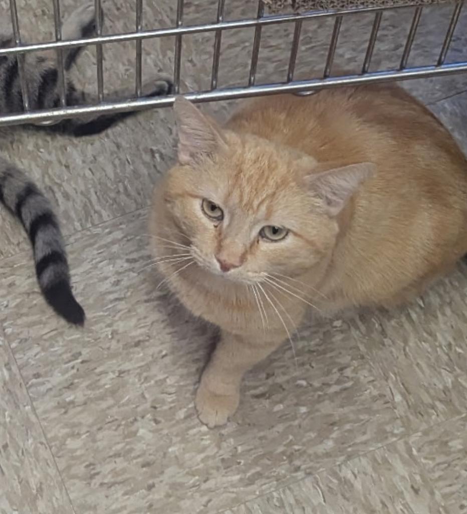 Enlarge Al Bundy, a Adoptable mixed breed in Athens, OH image 2/3