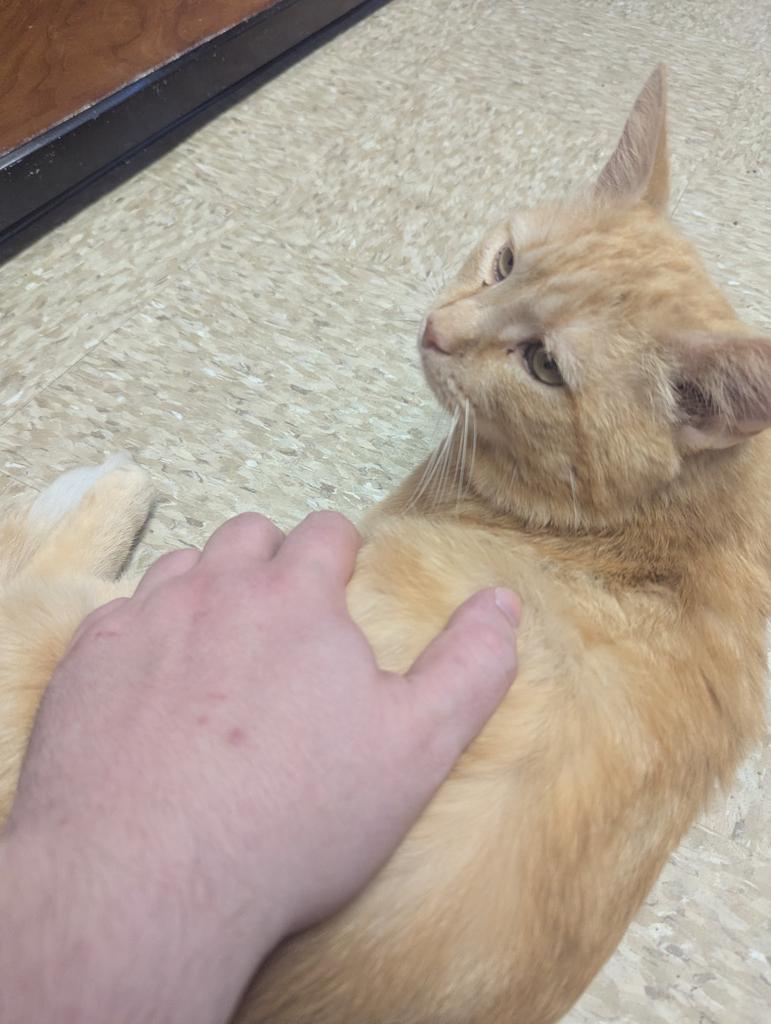 Enlarge Al Bundy, a Adoptable mixed breed in Athens, OH image 3/3