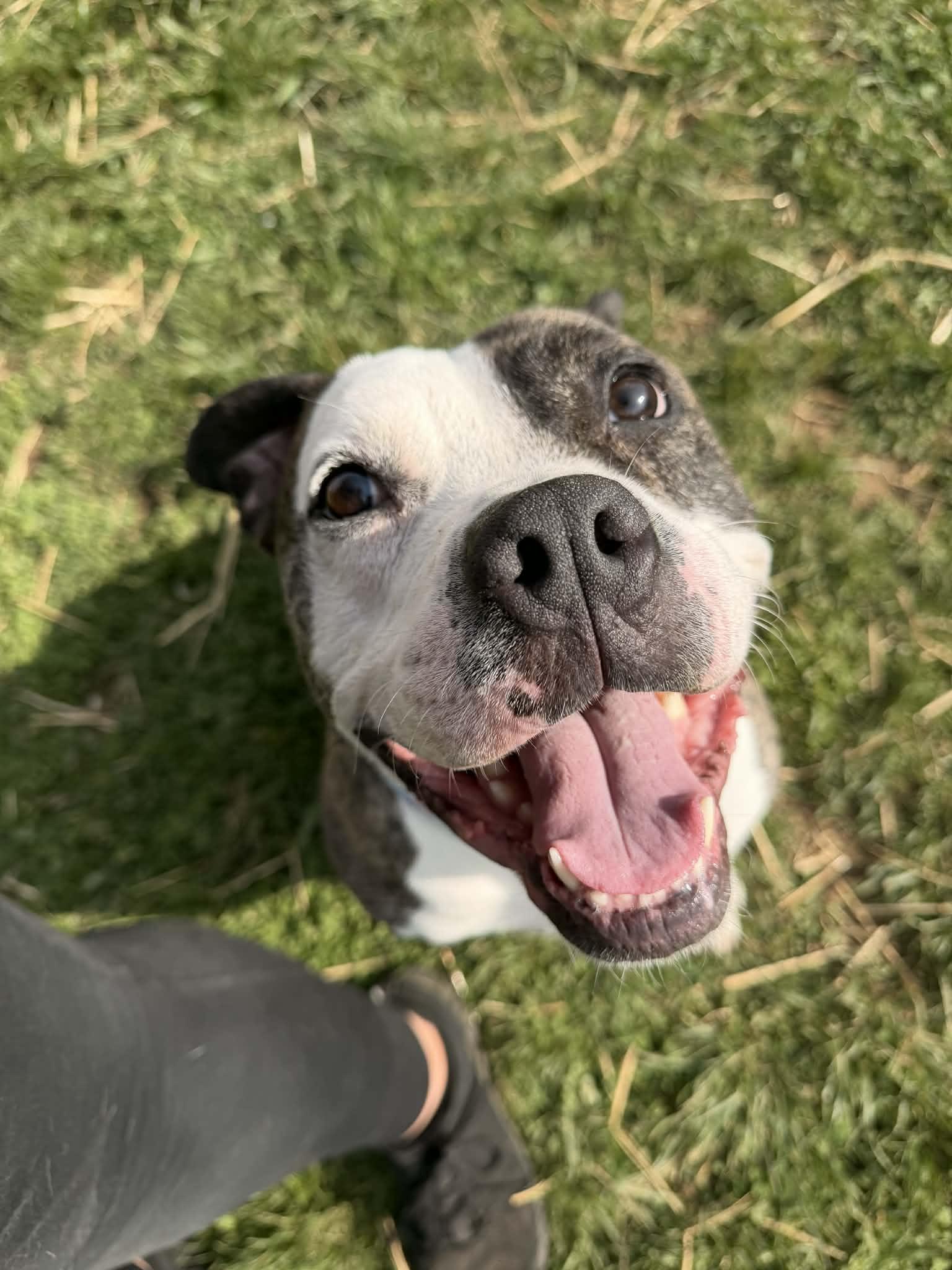 Luigi, ADOPTABLE, Adult Male Staffordshire Bull Terrier.