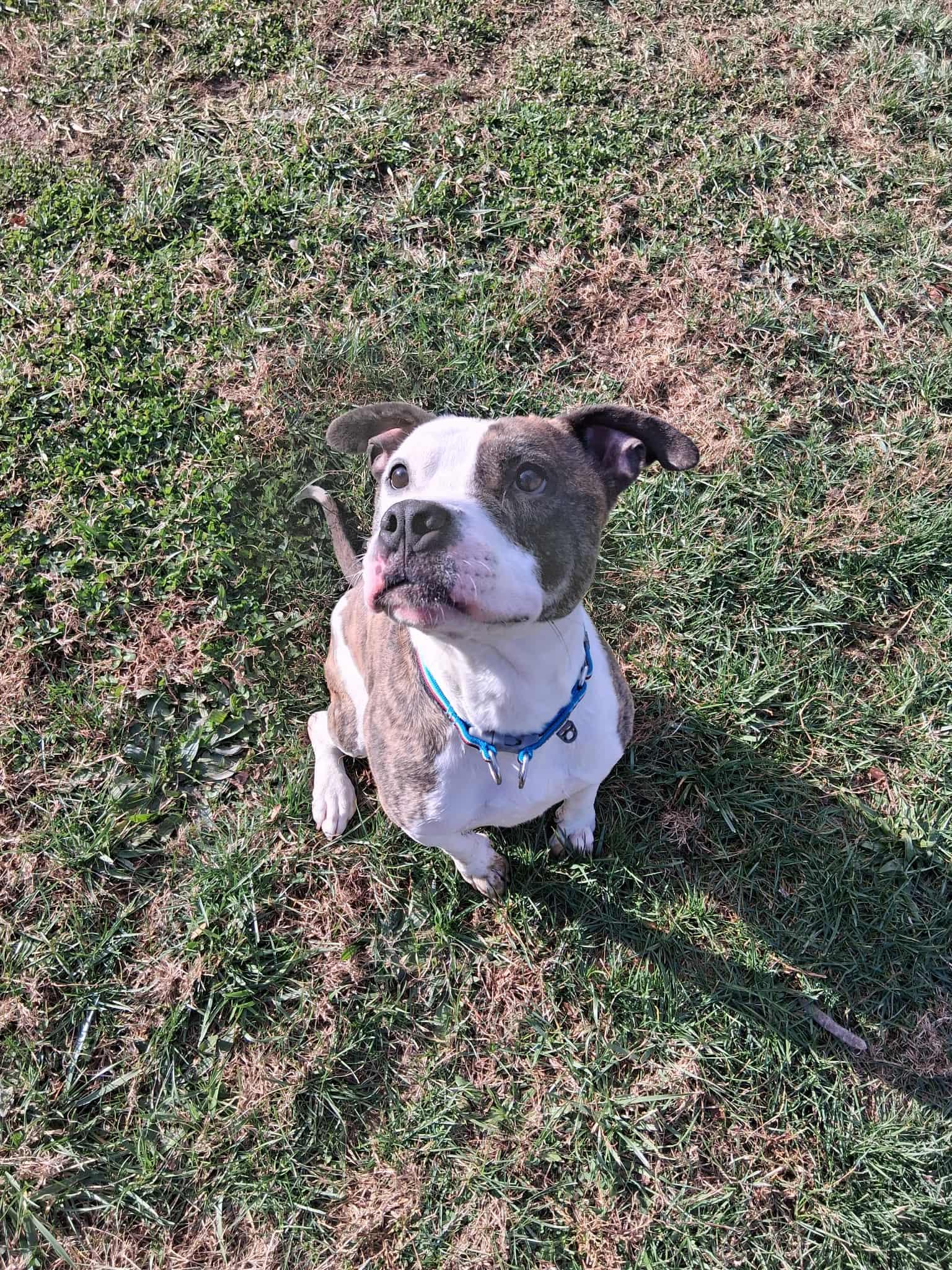 Enlarge Luigi, a ADOPTABLE mixed breed in Berryville, VA image 1/2