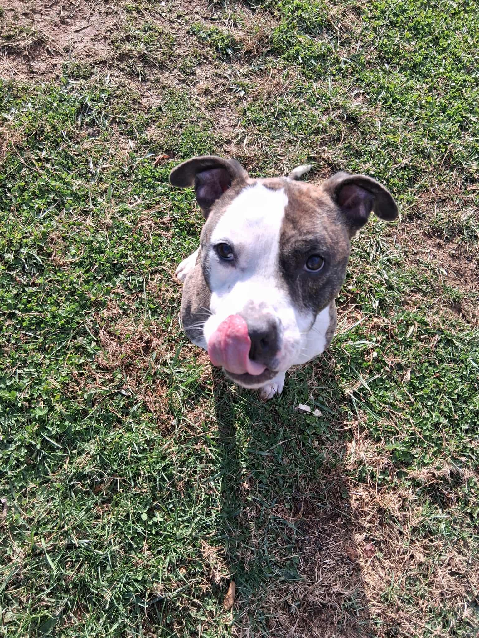 Enlarge Luigi, a ADOPTABLE mixed breed in Berryville, VA image 2/2