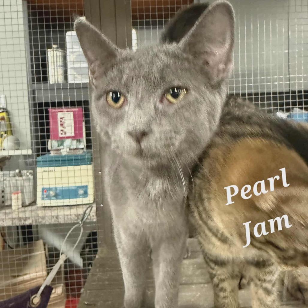 Enlarge Pearl Jam, a Adoptable Domestic Short Hair in Richmond, IN image 1/1