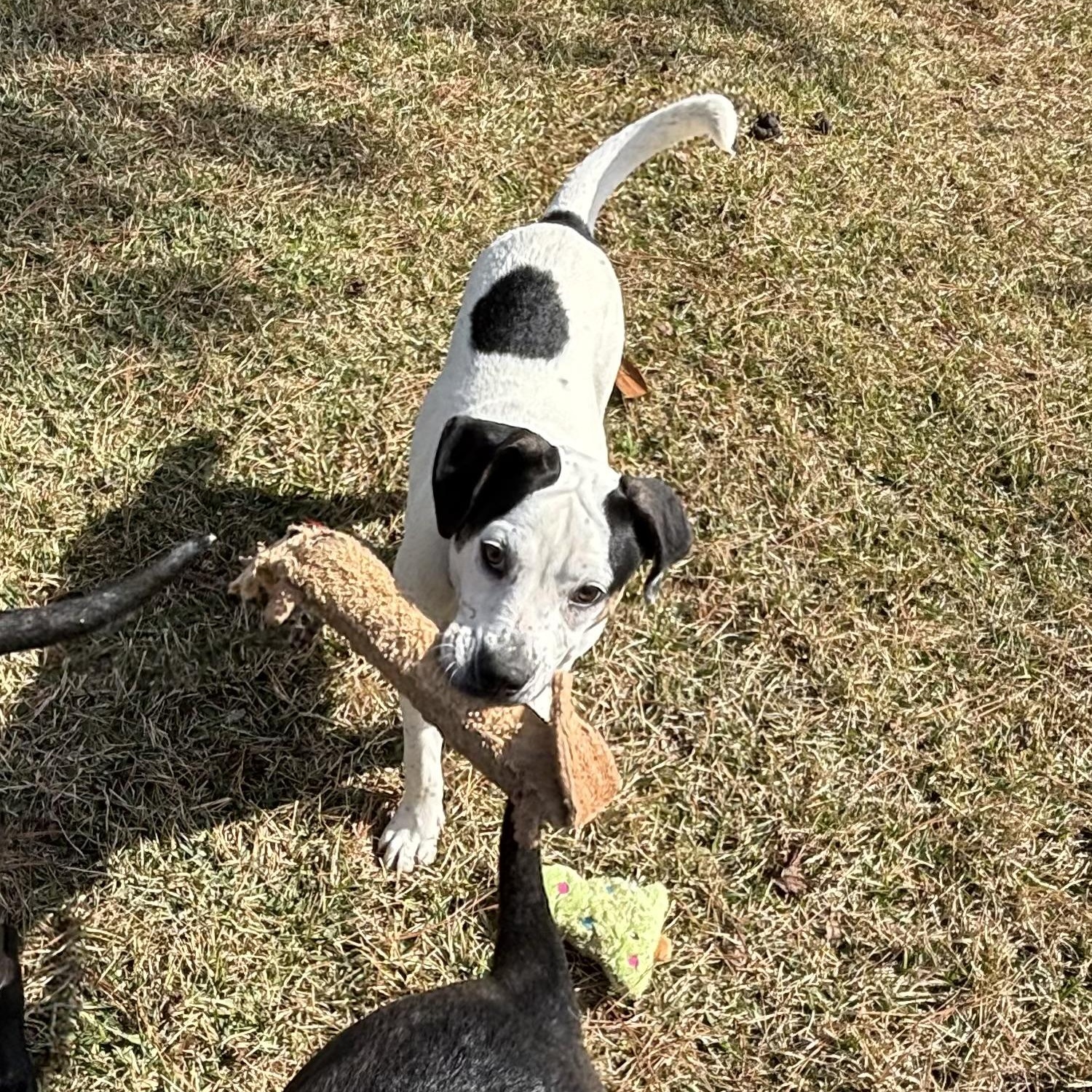 Tony - Fun and Loving Companion