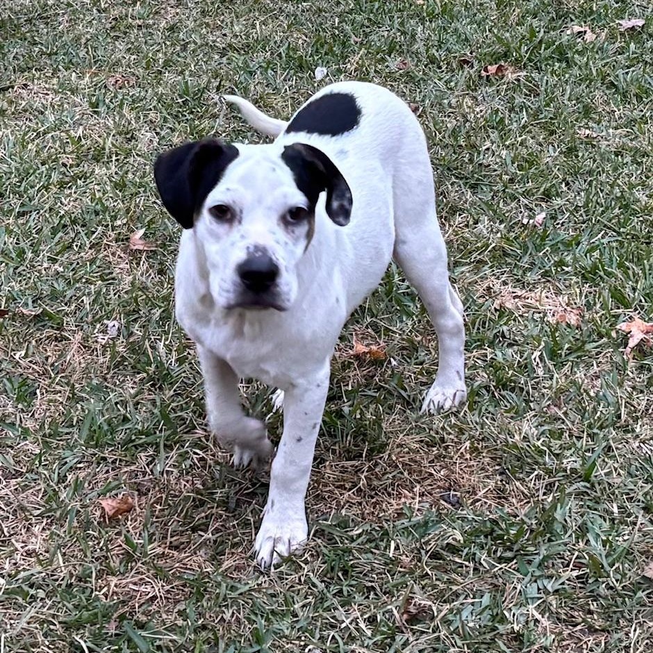 Tony - Fun and Loving Companion — thumbnail 2