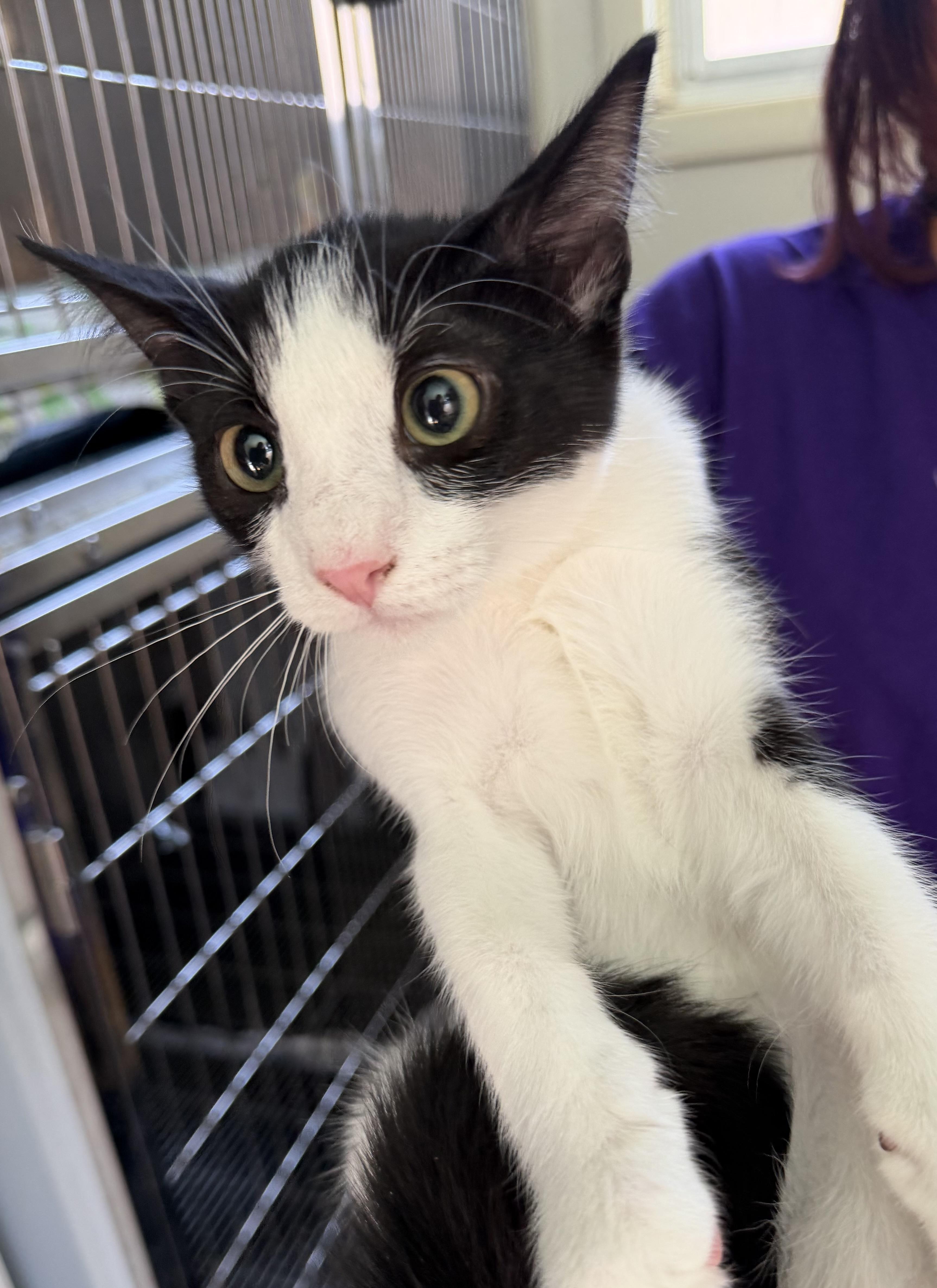 Eddie, ADOPTABLE, Adult Male Domestic Short Hair.