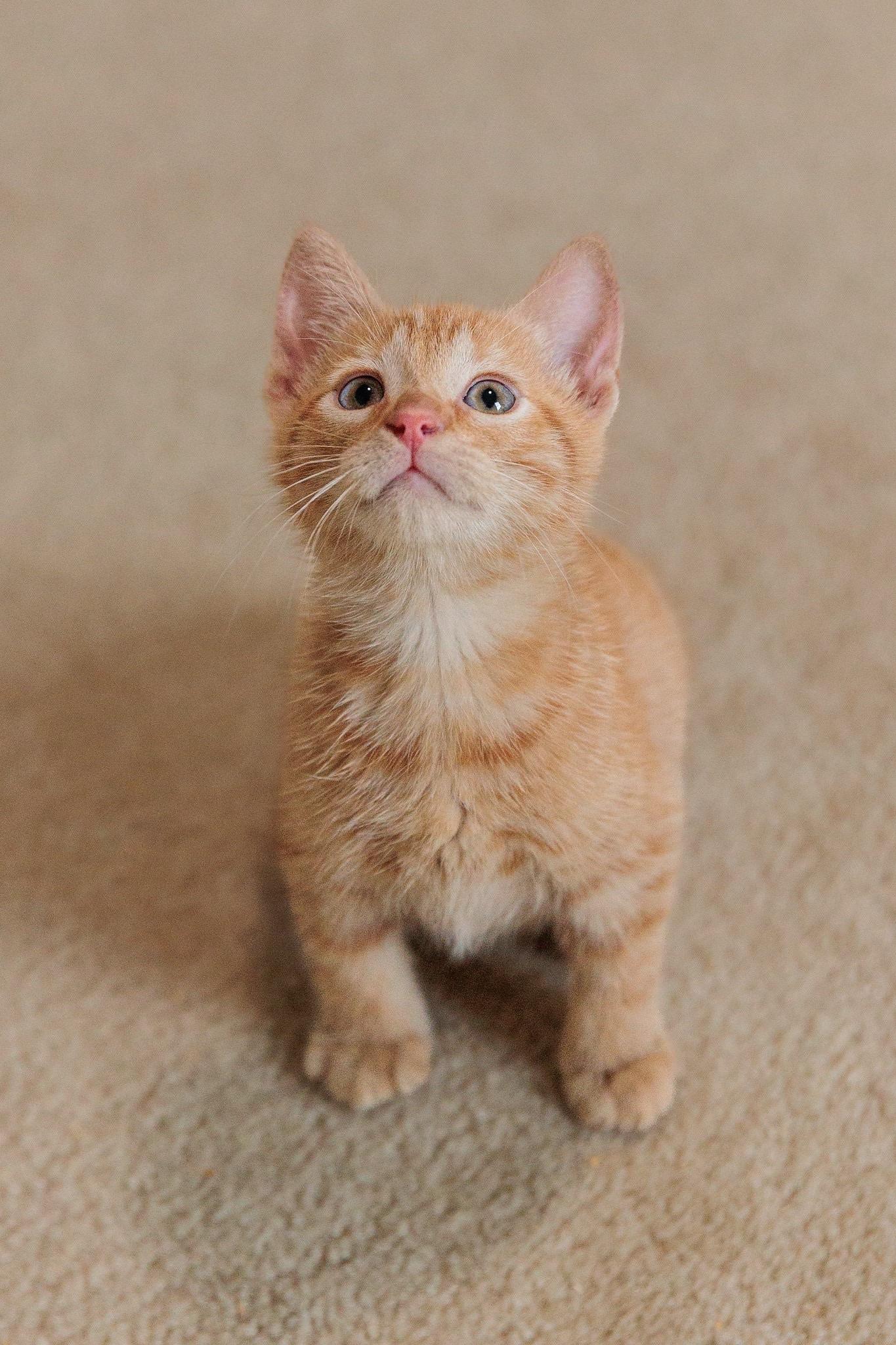 Tigger, Adoptable, Kitten Male Domestic Short Hair.