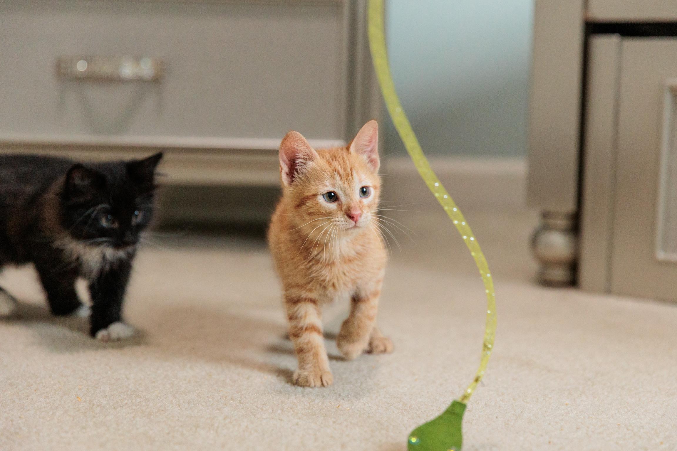 Enlarge Tigger, a Adoptable mixed breed in Gainesville, VA image 6/6