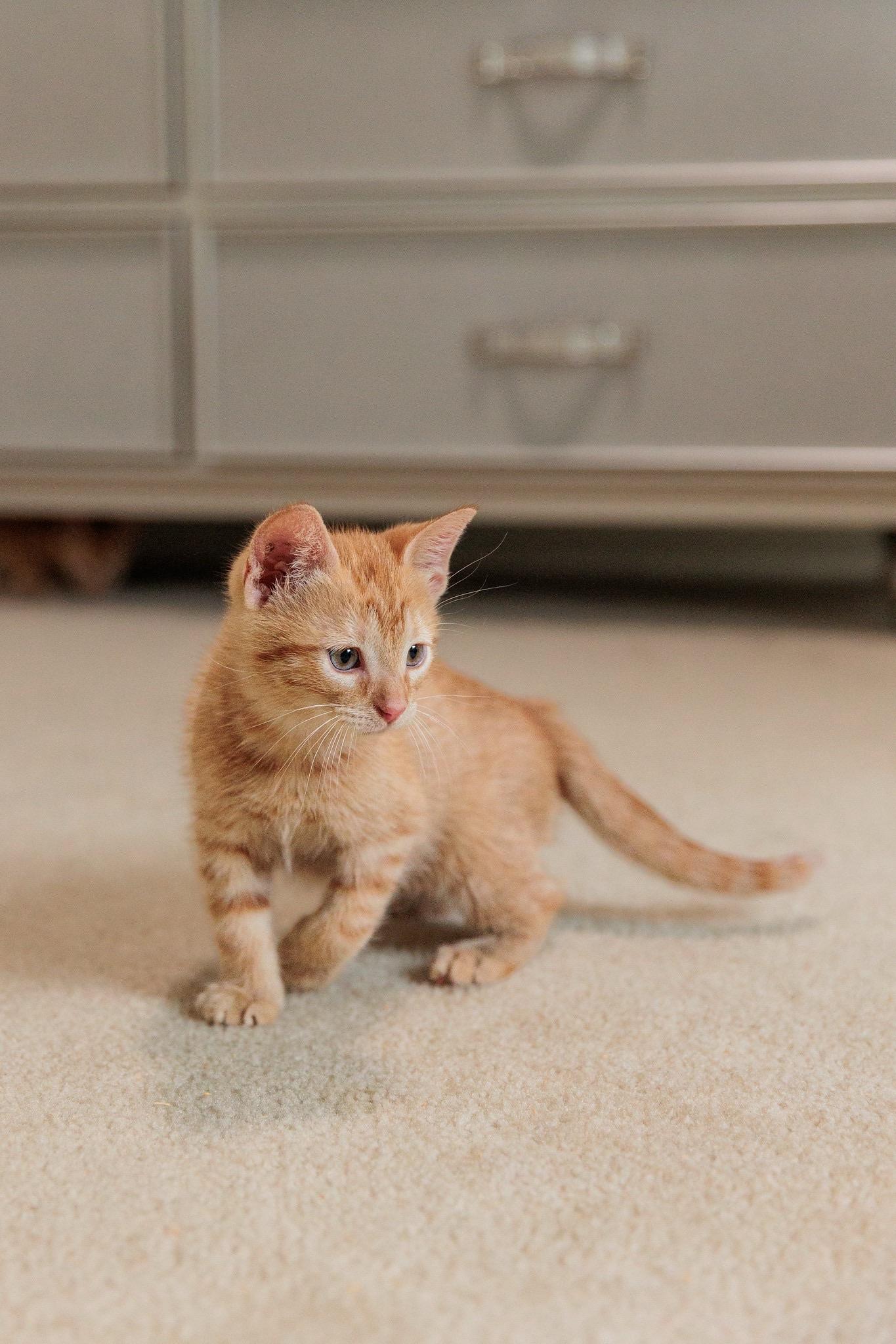 Enlarge Tigger, a Adoptable mixed breed in Gainesville, VA image 5/6