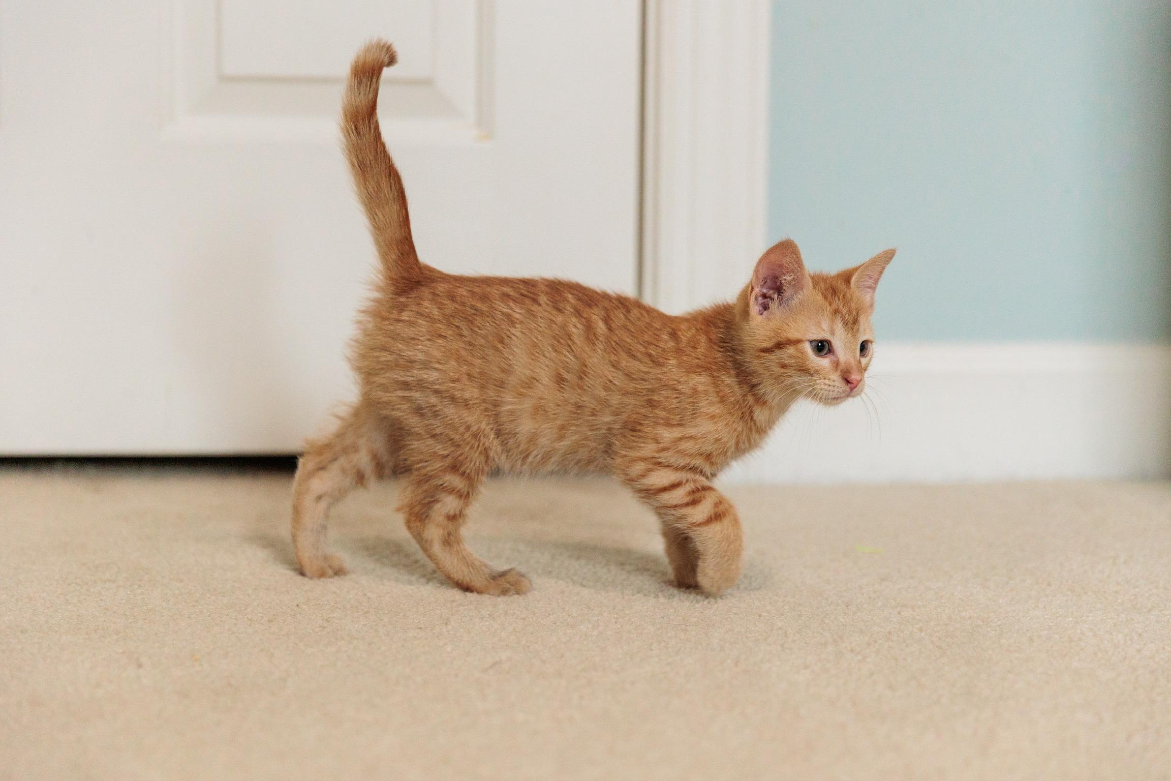Enlarge Tigger, a Adoptable mixed breed in Gainesville, VA image 4/6