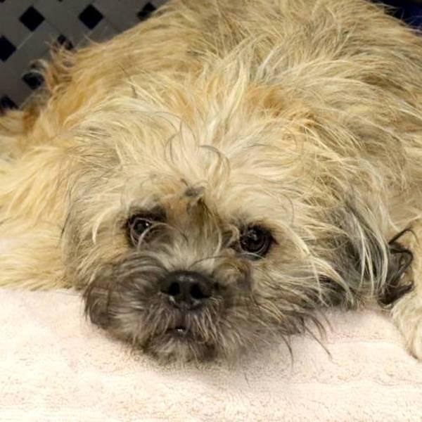 Augie, Adoptable, Adult Male Terrier.