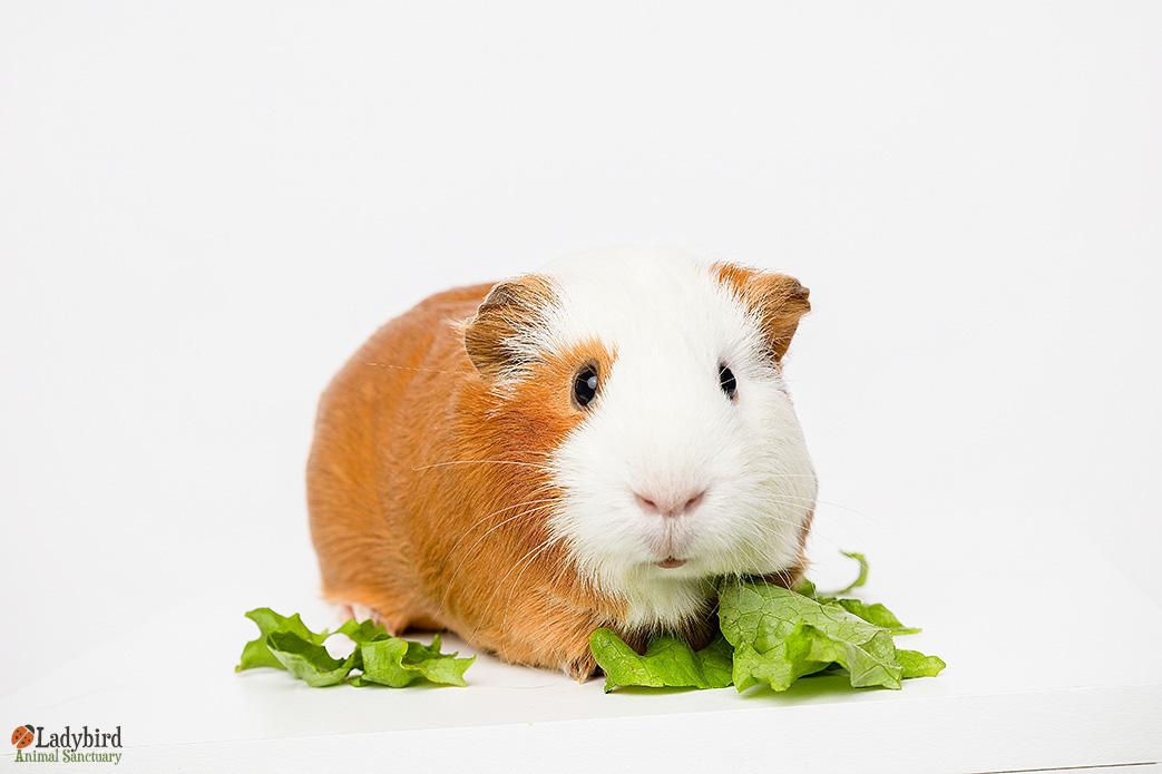 Sarsaparilla (bonded to Pedro), Adoptable, Adult Female Guinea Pig.