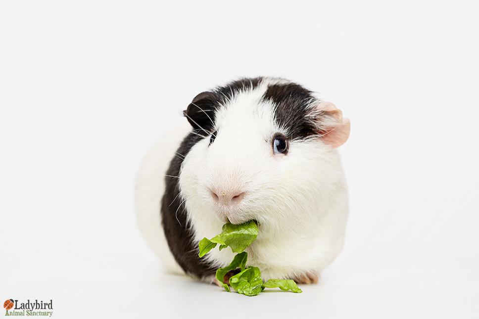 Enlarge Sarsaparilla (bonded to Pedro), a Adoptable mixed breed in Hamilton, ON image 2/5