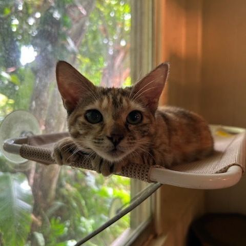 Enlarge Eleanor, a Adoptable Domestic Short Hair in Honolulu, HI image 3/6