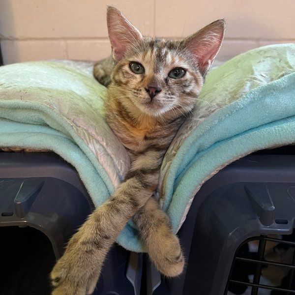 Enlarge Eleanor, a Adoptable Domestic Short Hair in Honolulu, HI image 4/6