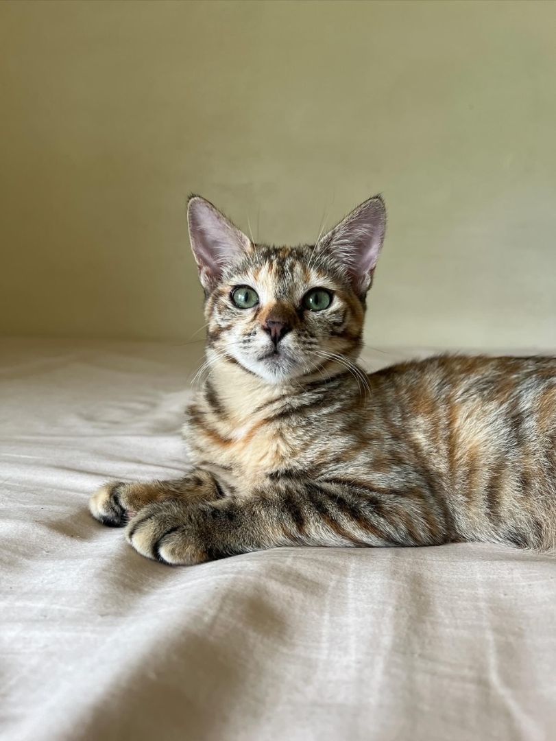 Eleanor, Young Female Domestic Short Hair