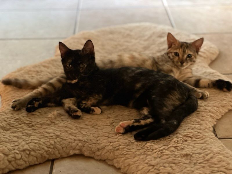 Enlarge Eleanor, a Adoptable Domestic Short Hair in Honolulu, HI image 5/6