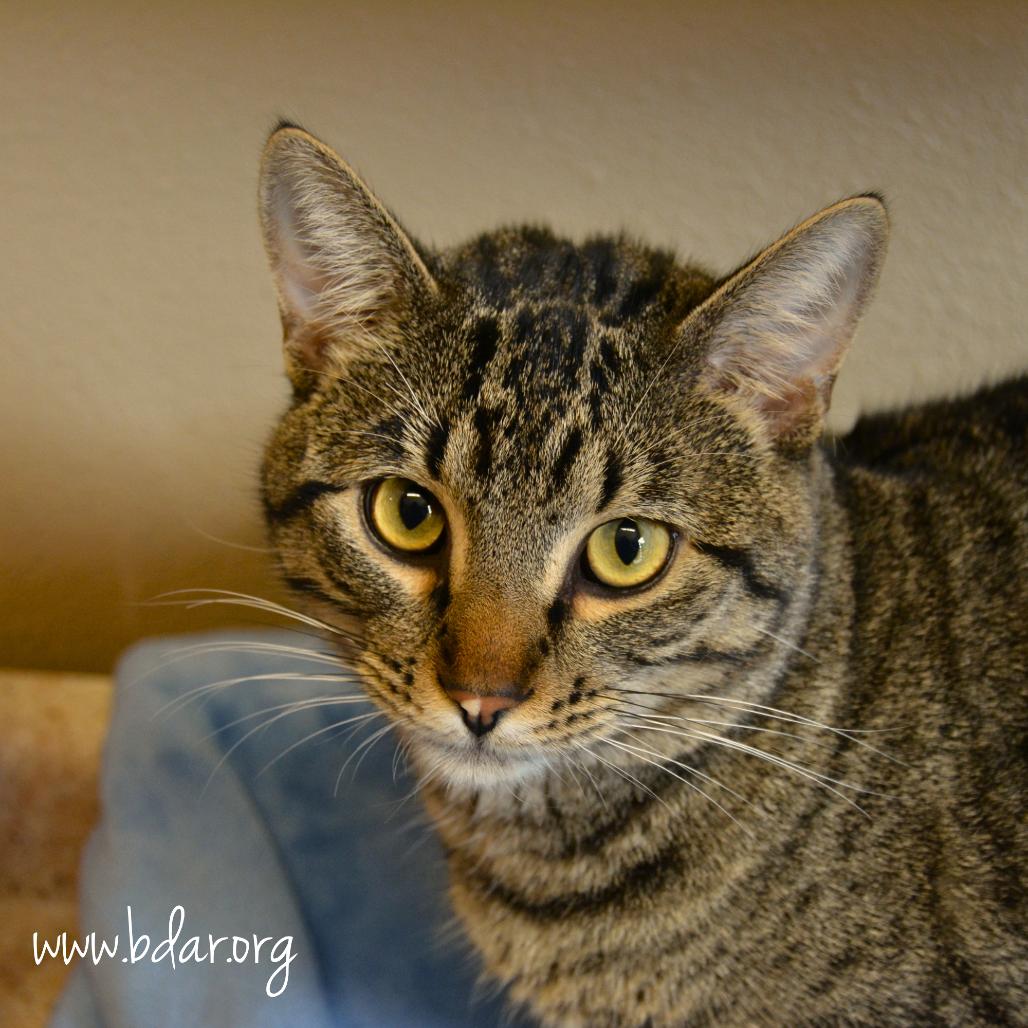 Tubs, Adoptable, Adult Male Domestic Short Hair.