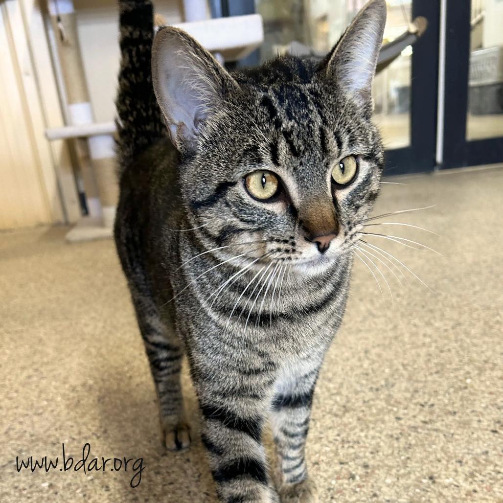 Enlarge Tubs, a Adoptable Domestic Short Hair in Cheyenne, WY image 2/3
