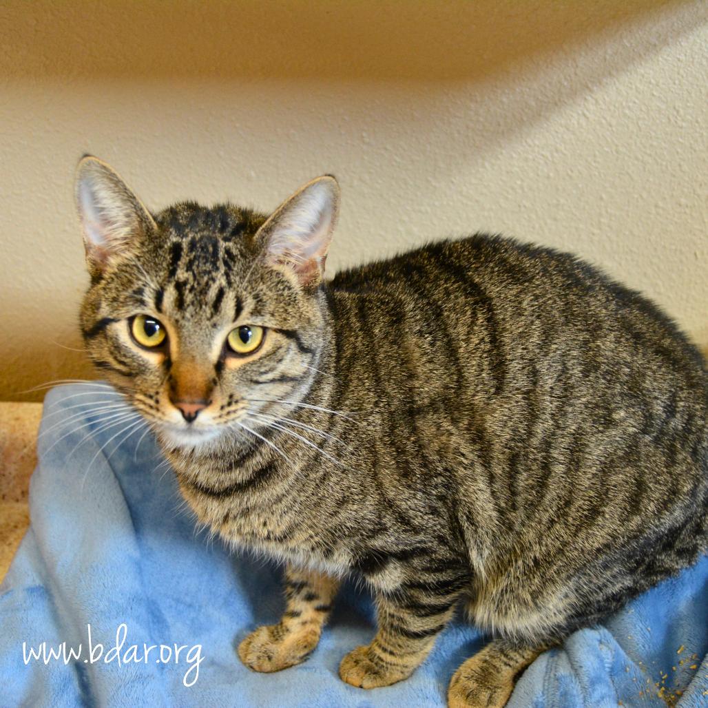 Enlarge Tubs, a Adoptable Domestic Short Hair in Cheyenne, WY image 3/3