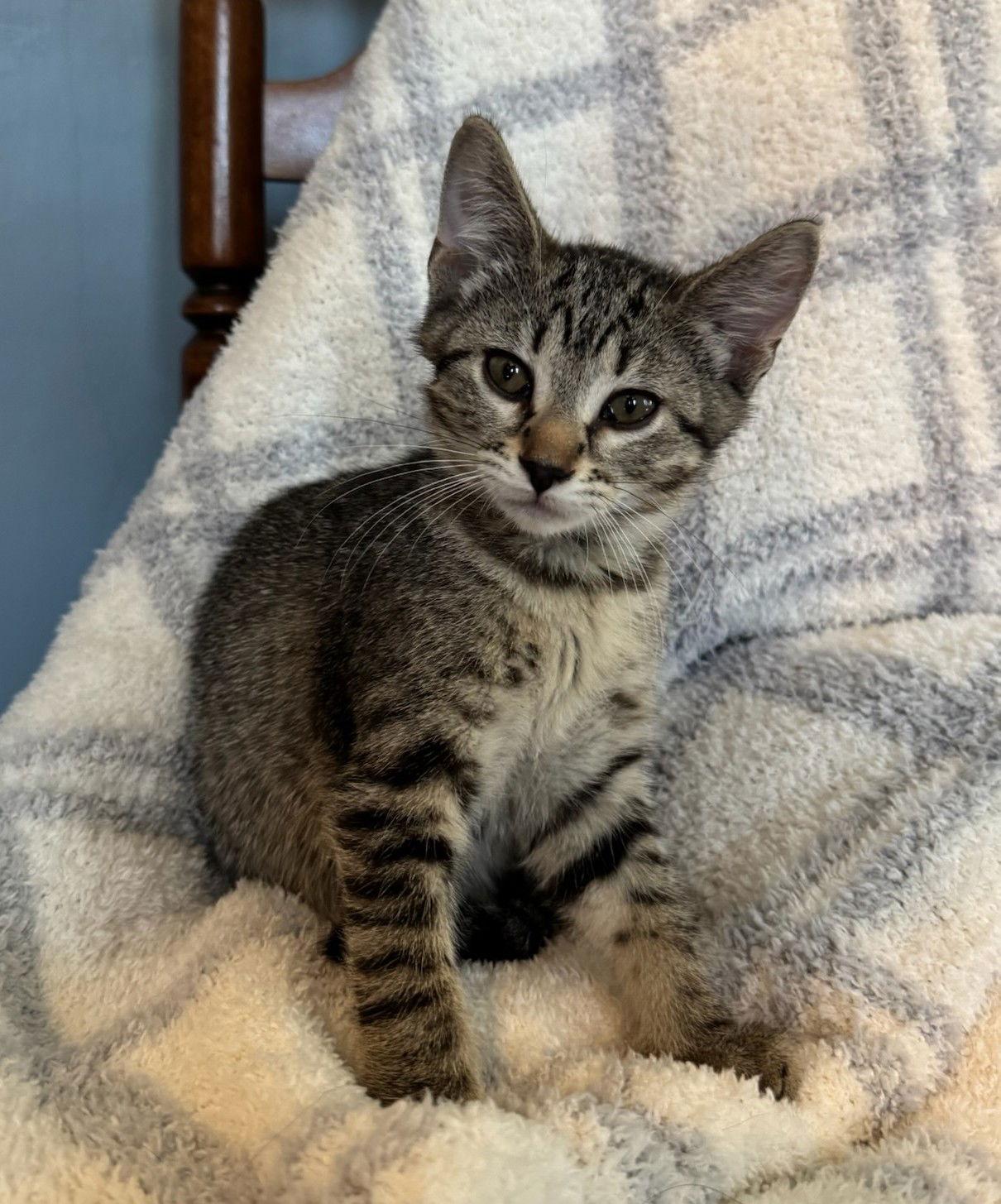 Enlarge Tofu, a Adoptable Domestic Short Hair in Greenville, IL image 2/2