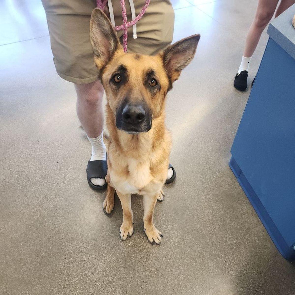 Major, Adoptable, Adult Male German Shepherd Dog.