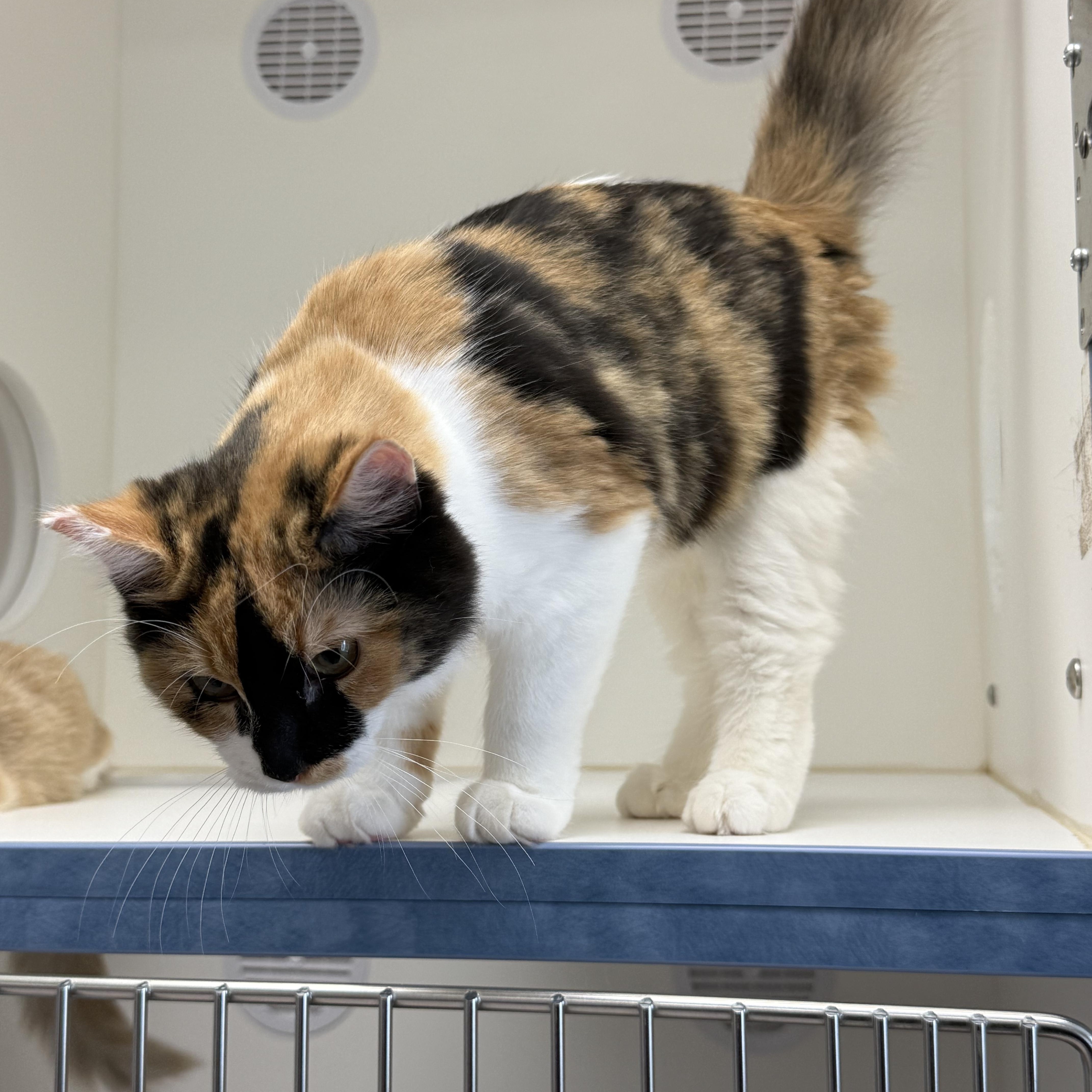 Burrata, a Adopted Calico in Newport Beach, CA image 1/6