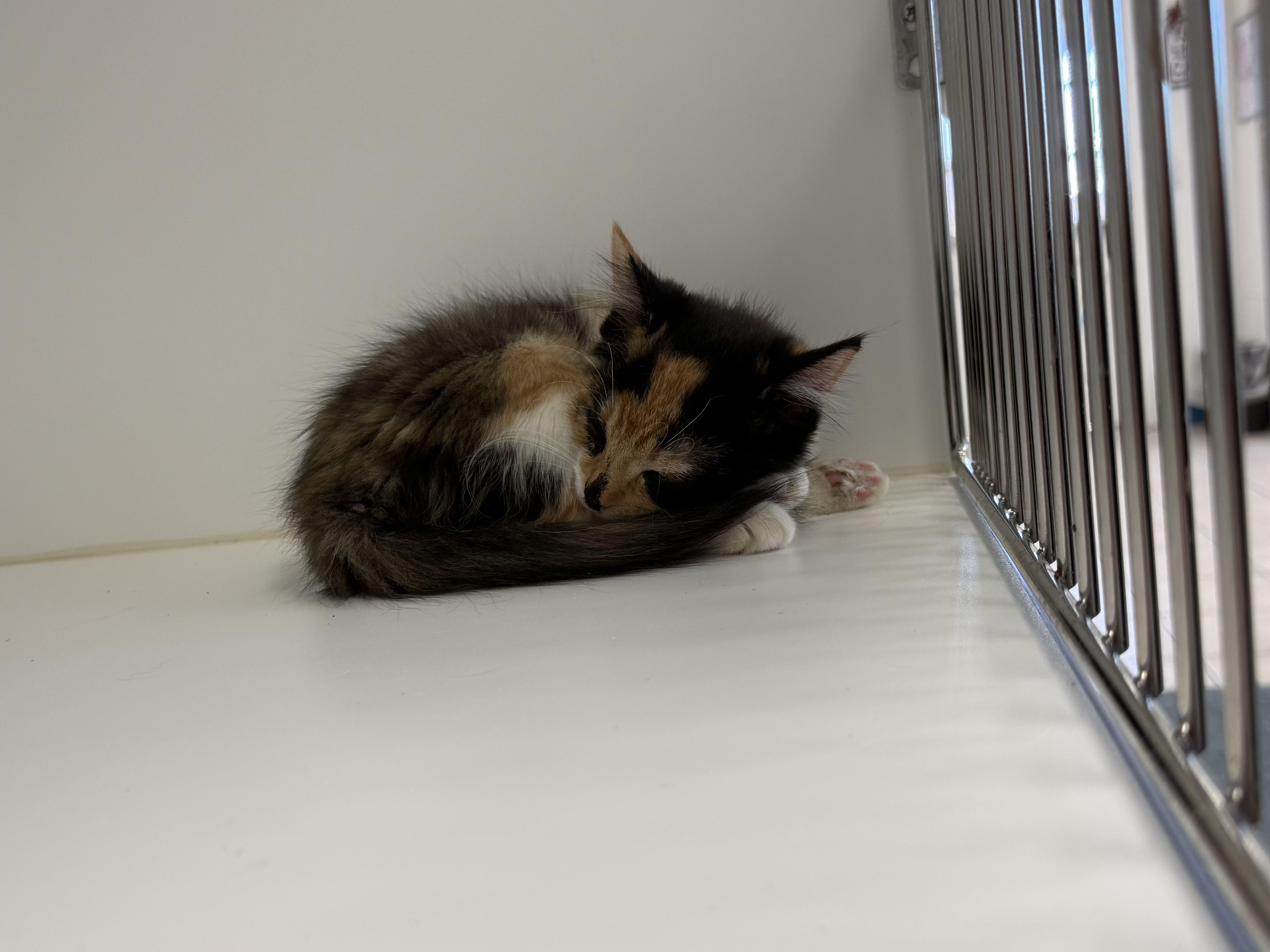 Burrata, Adopted, Young Female Calico.