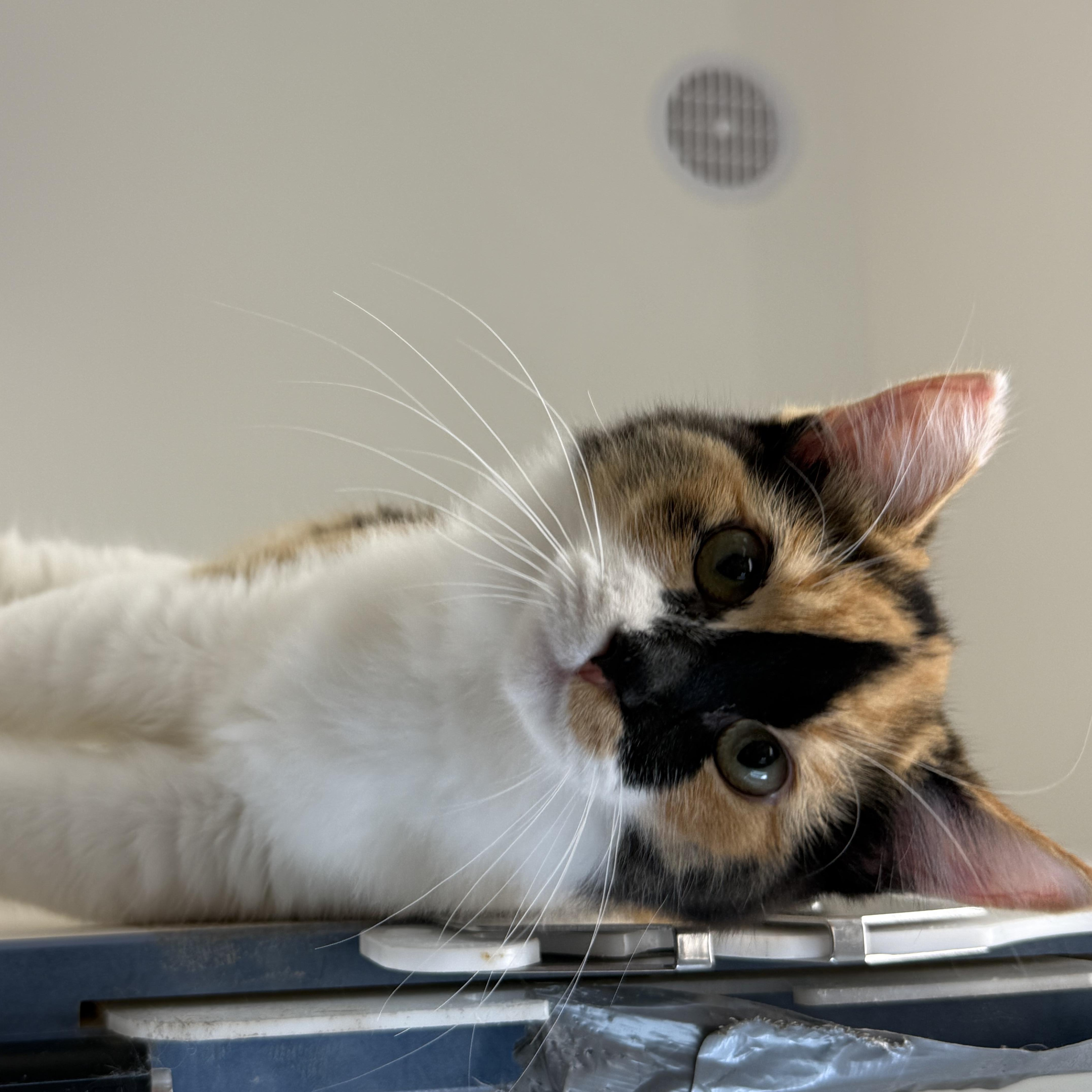 Burrata, a Adopted Calico in Newport Beach, CA image 6/6