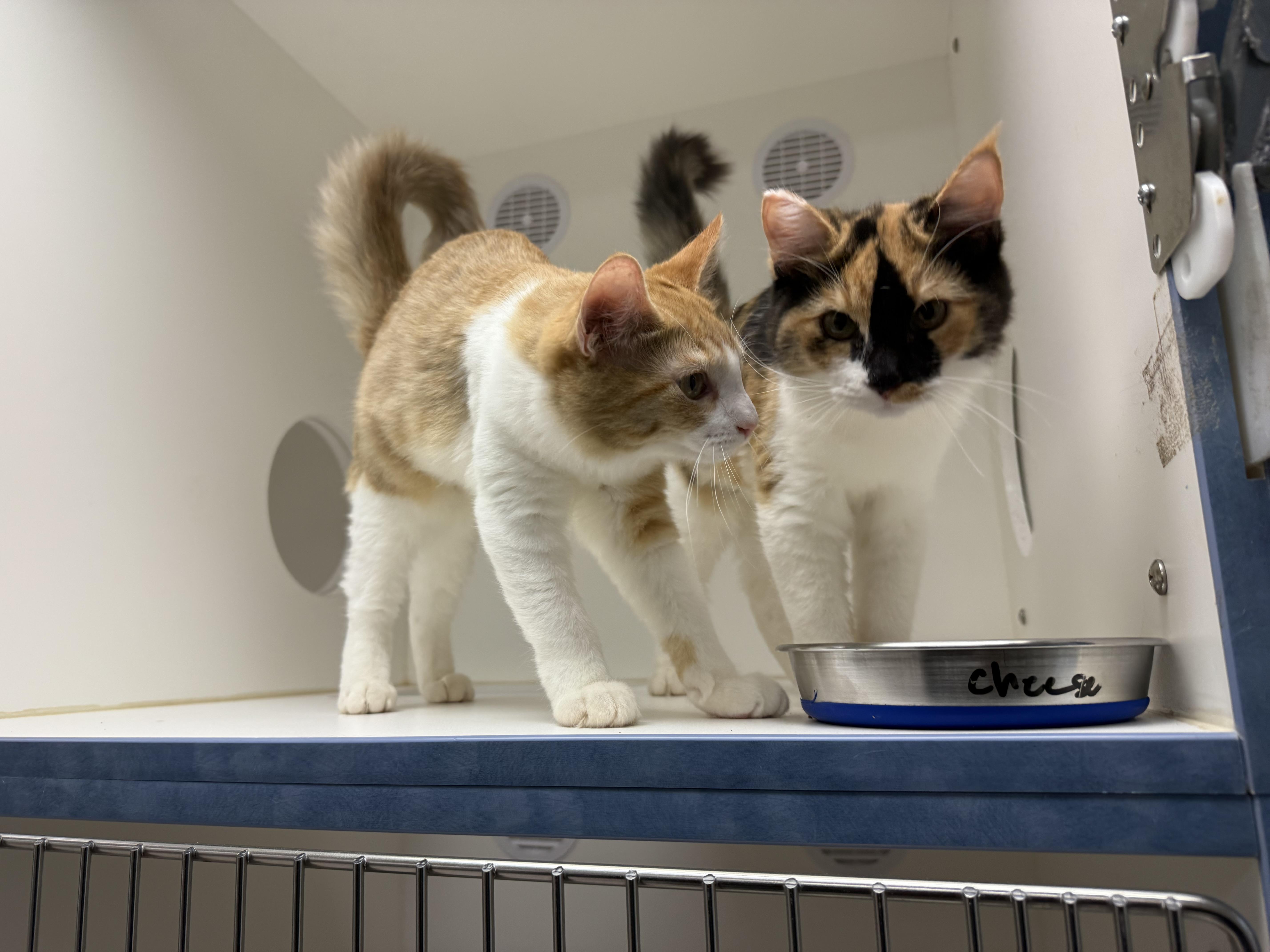 Burrata, a Adopted Calico in Newport Beach, CA image 4/6