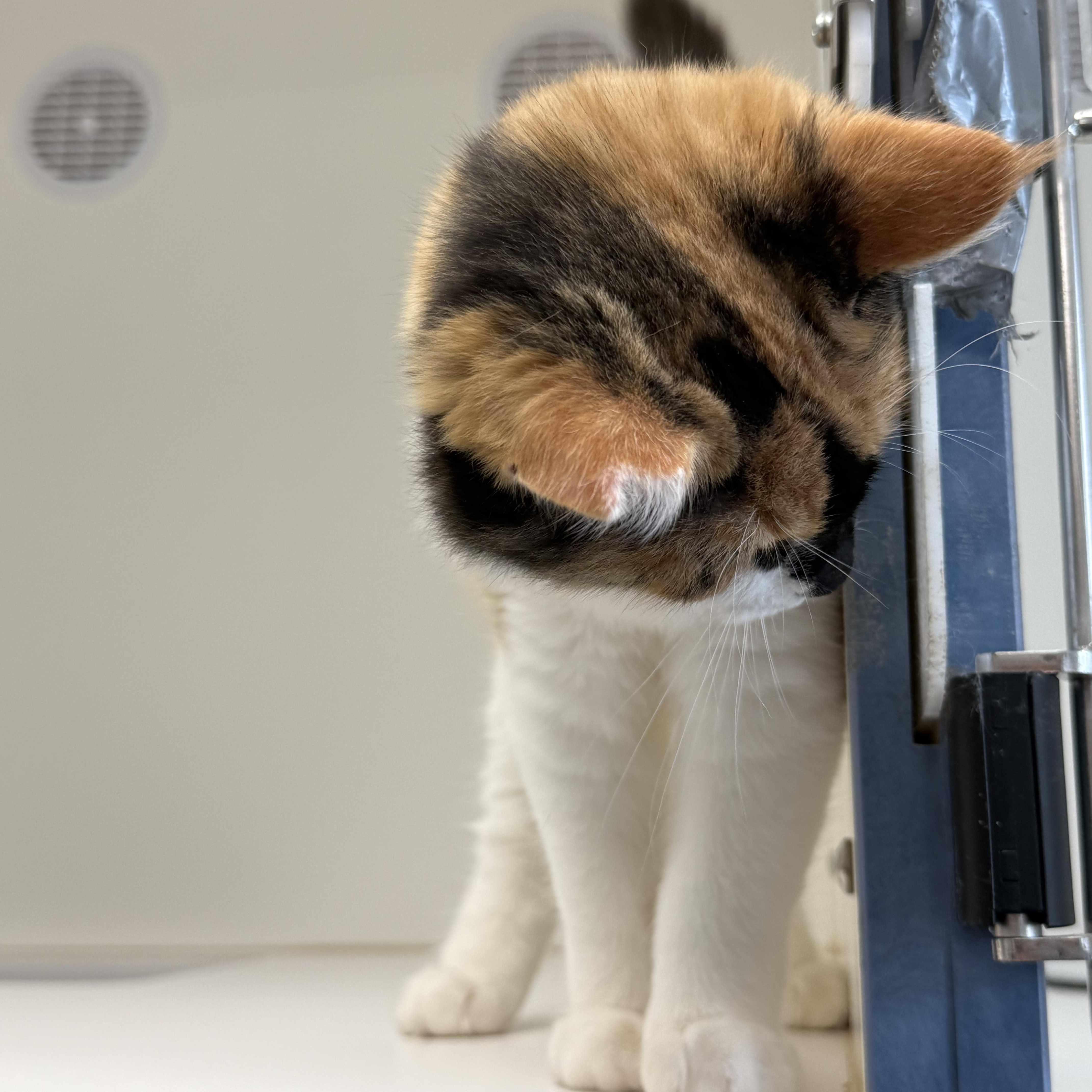 Burrata, a Adopted Calico in Newport Beach, CA image 5/6