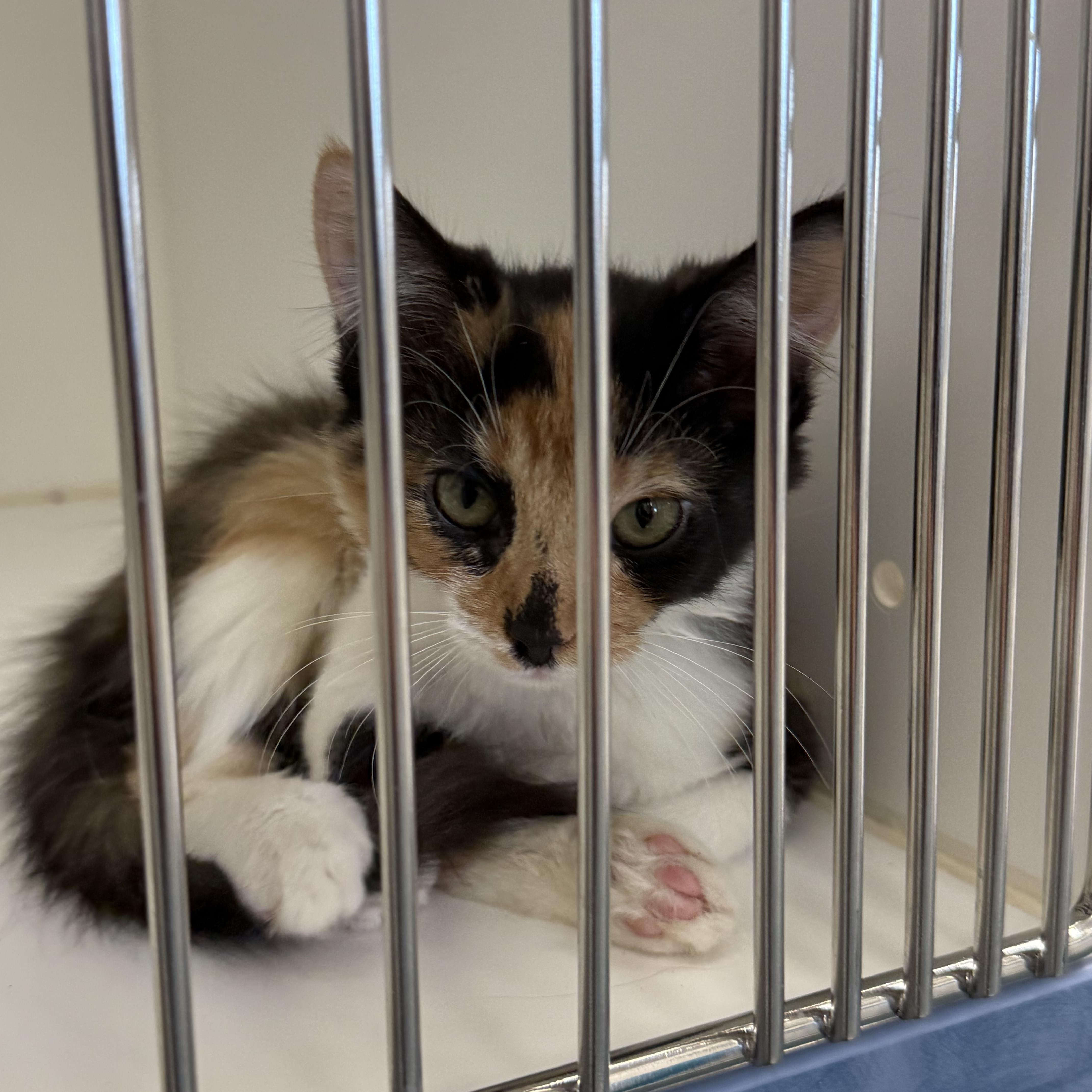 Burrata, a Adopted Calico in Newport Beach, CA image 3/6