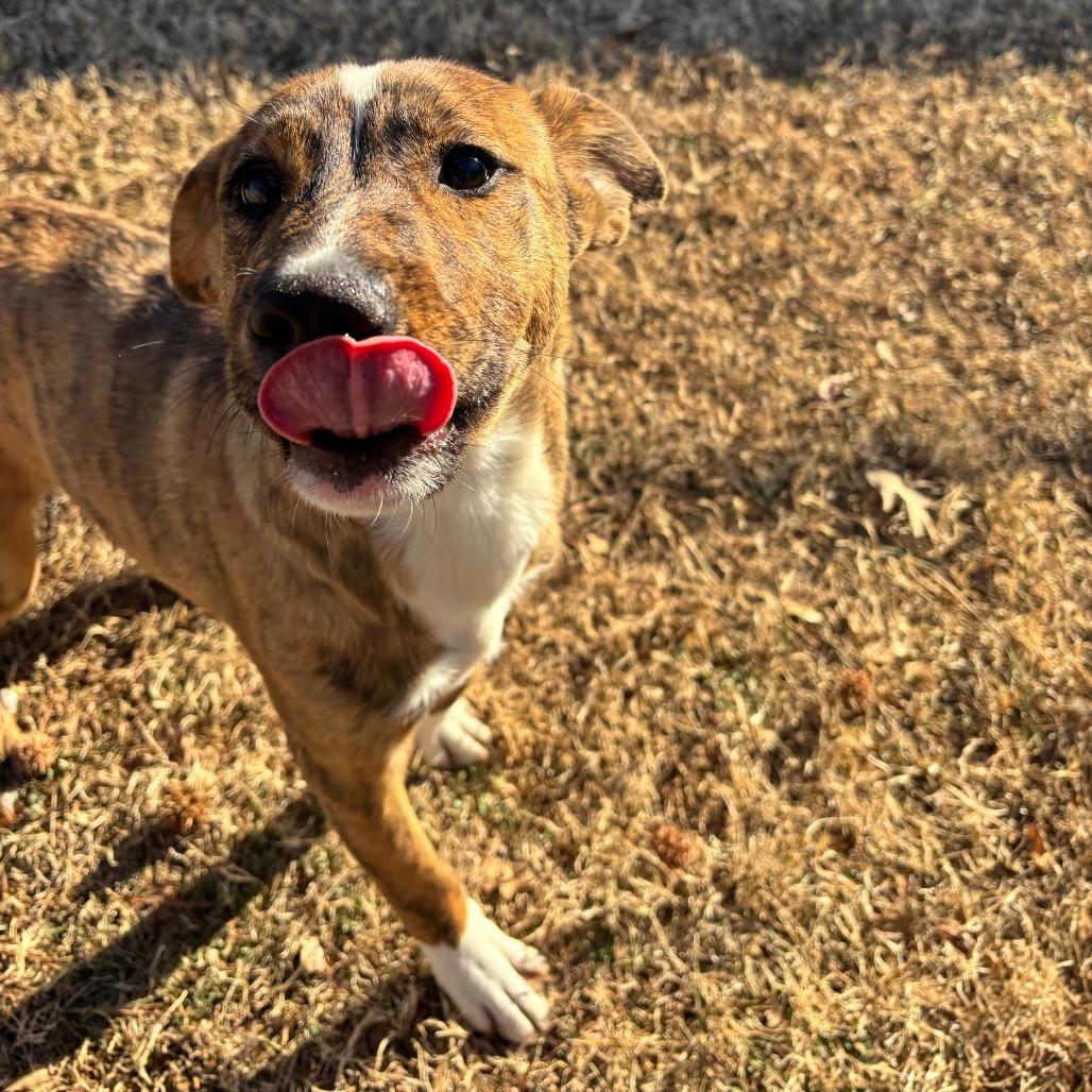 Enlarge Masha, a Adoptable Mixed Breed in Roxboro, NC image 1/6
