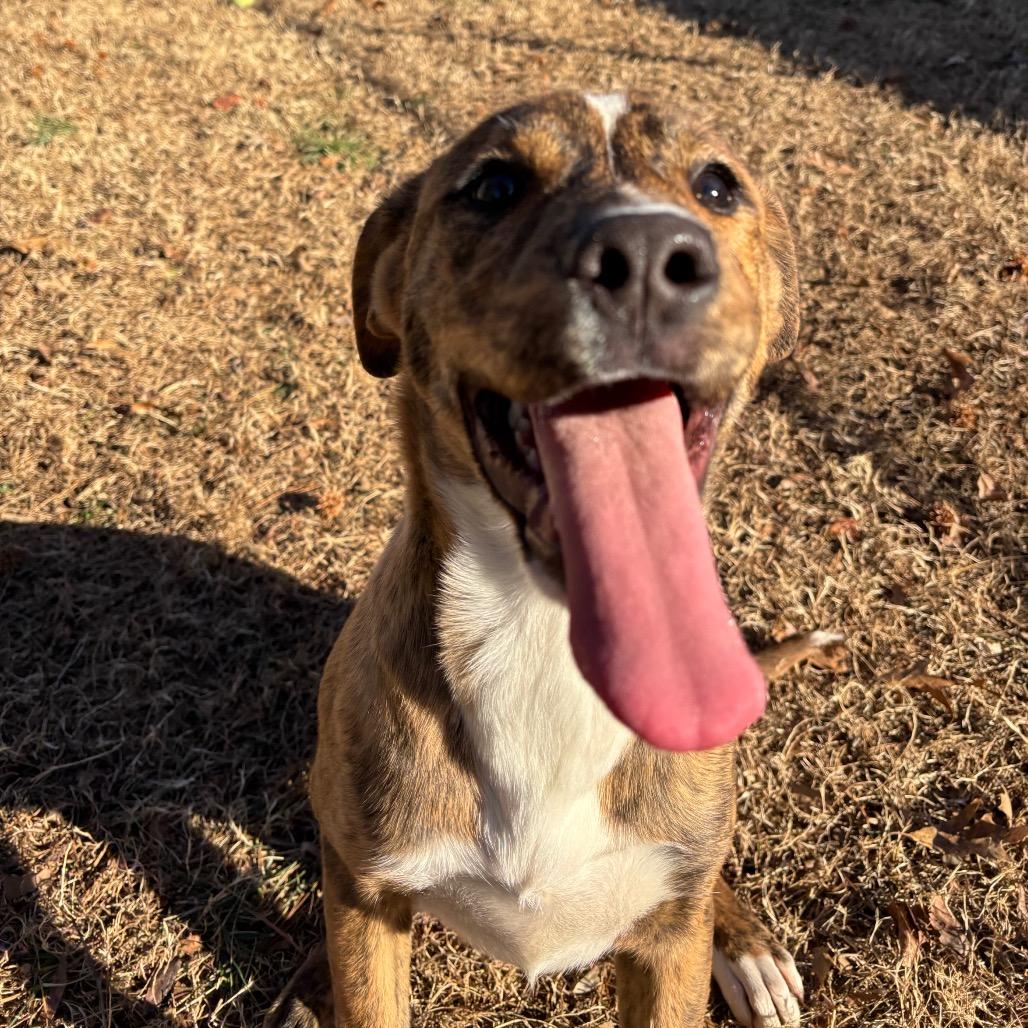 Enlarge Masha, a Adoptable Mixed Breed in Roxboro, NC image 2/6