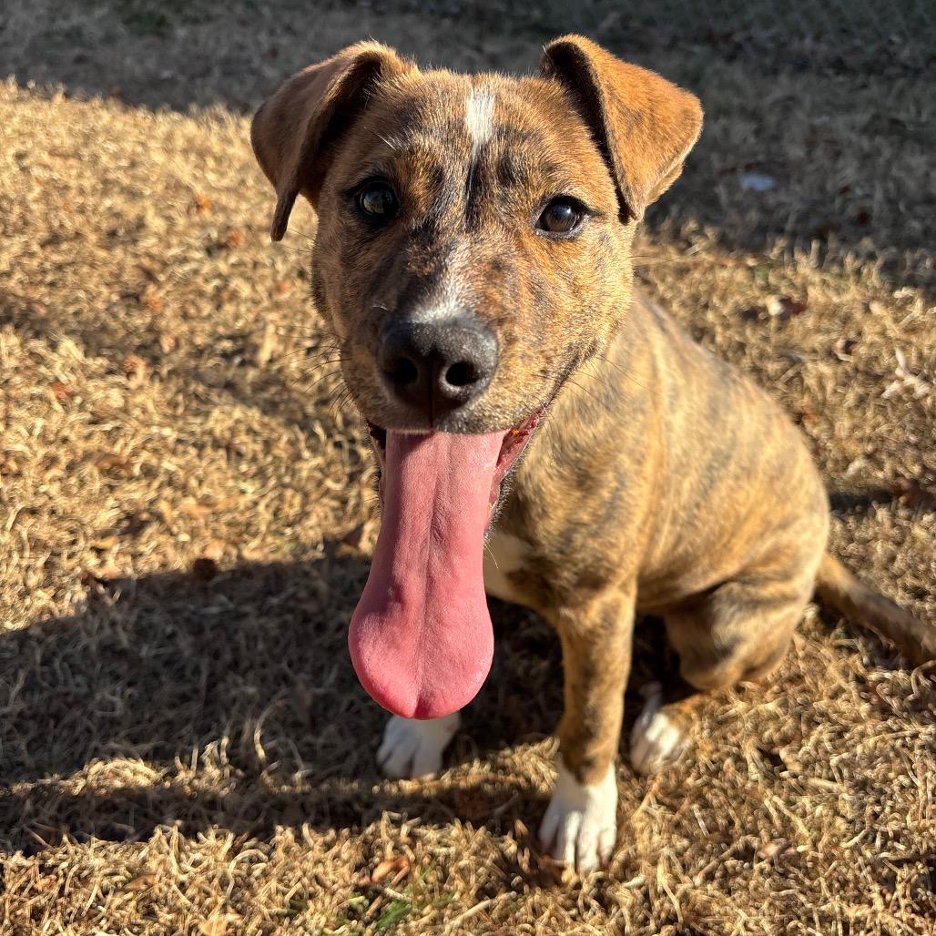 Enlarge Masha, a Adoptable Mixed Breed in Roxboro, NC image 3/6
