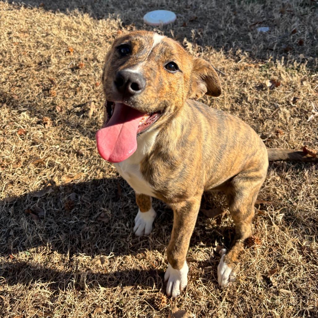 Enlarge Masha, a Adoptable Mixed Breed in Roxboro, NC image 4/6