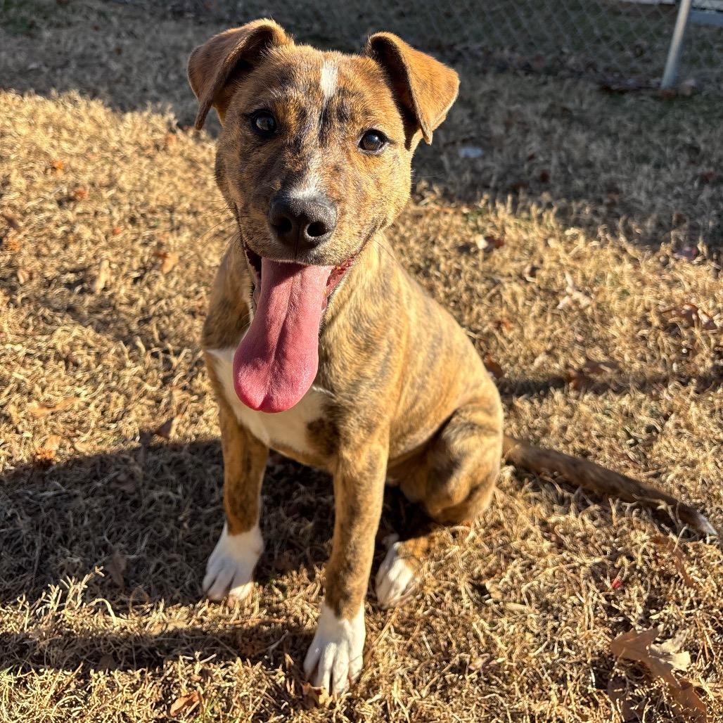 Enlarge Masha, a Adoptable Mixed Breed in Roxboro, NC image 6/6
