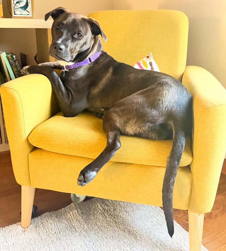 Enlarge Shaz, a Adoptable Pit Bull Terrier in Portland, OR image 5/6