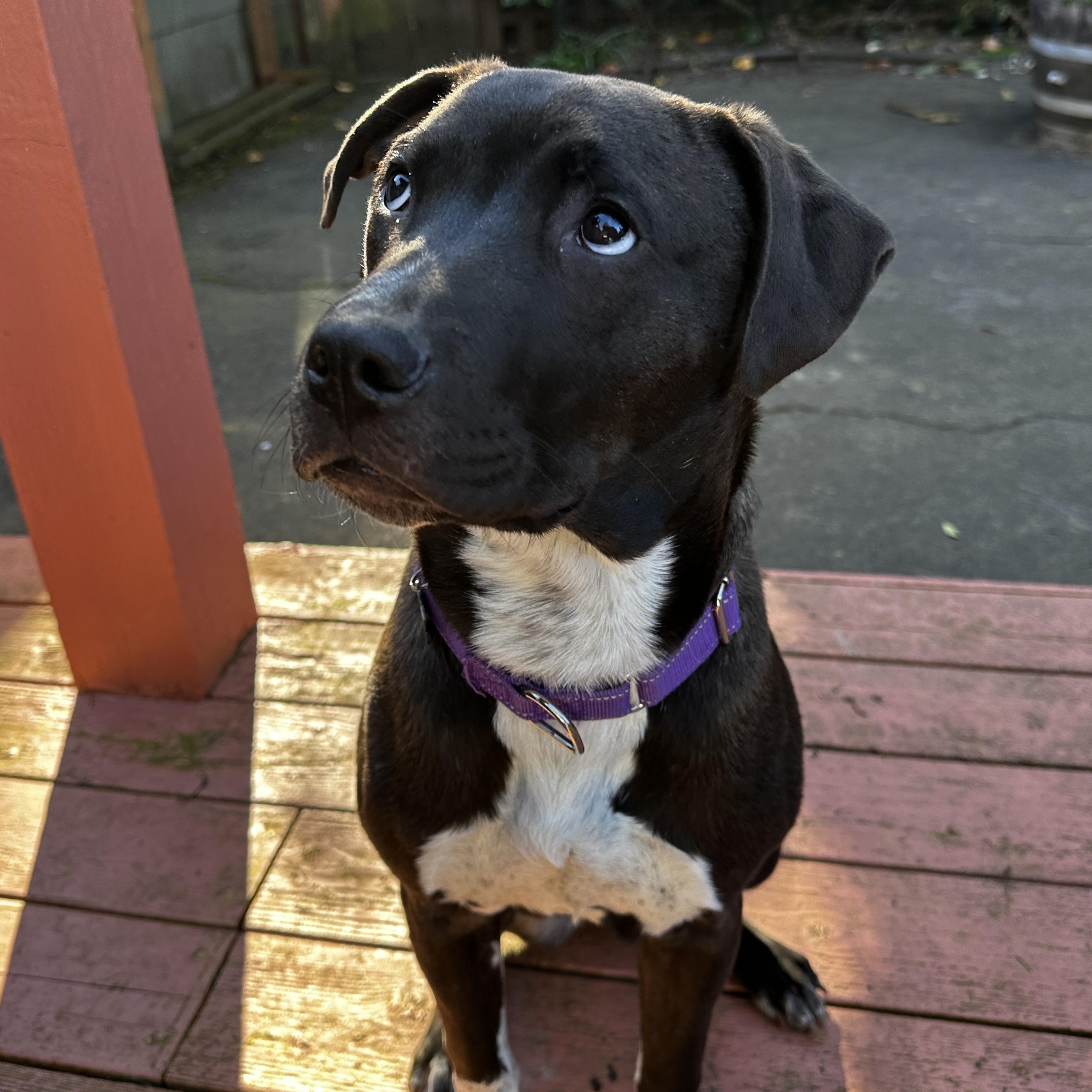 Enlarge Shaz, a Adoptable Pit Bull Terrier in Portland, OR image 2/6