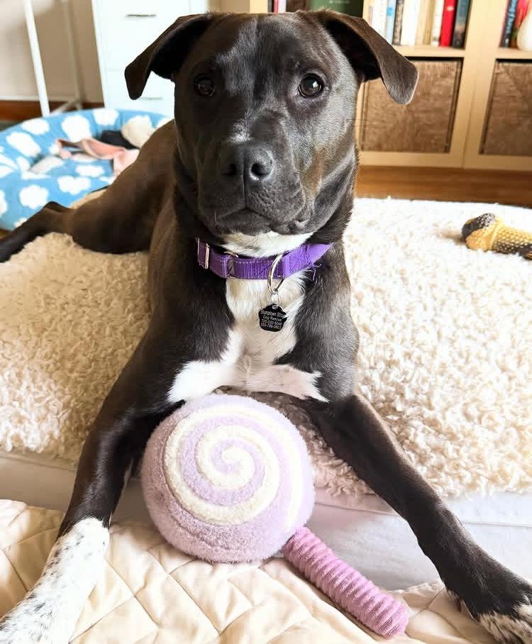 Enlarge Shaz, a Adoptable Pit Bull Terrier in Portland, OR image 6/6