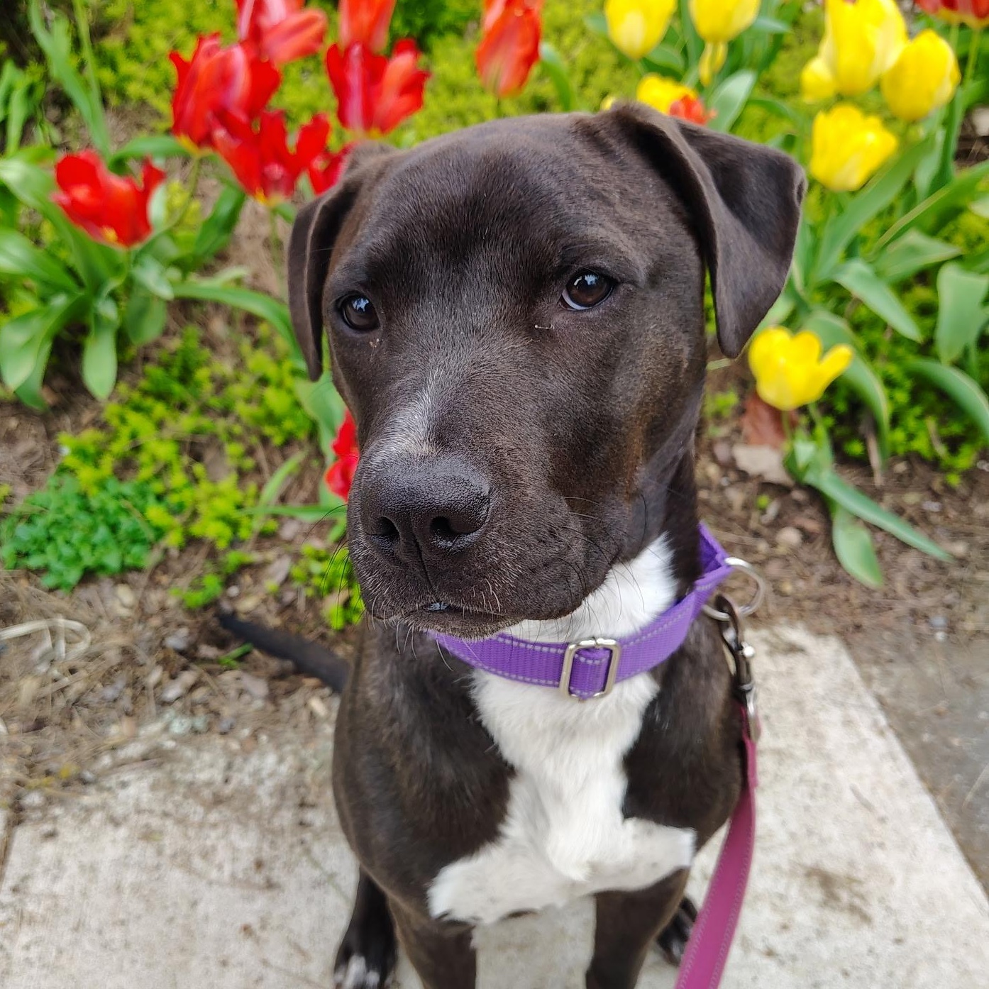 Enlarge Shaz, a Adoptable Pit Bull Terrier in Portland, OR image 4/6