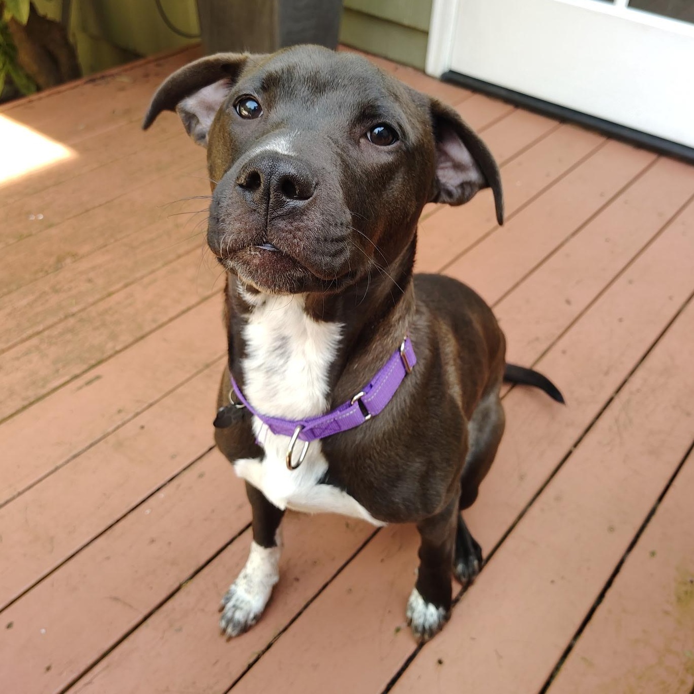 Enlarge Shaz, a Adoptable Pit Bull Terrier in Portland, OR image 1/6