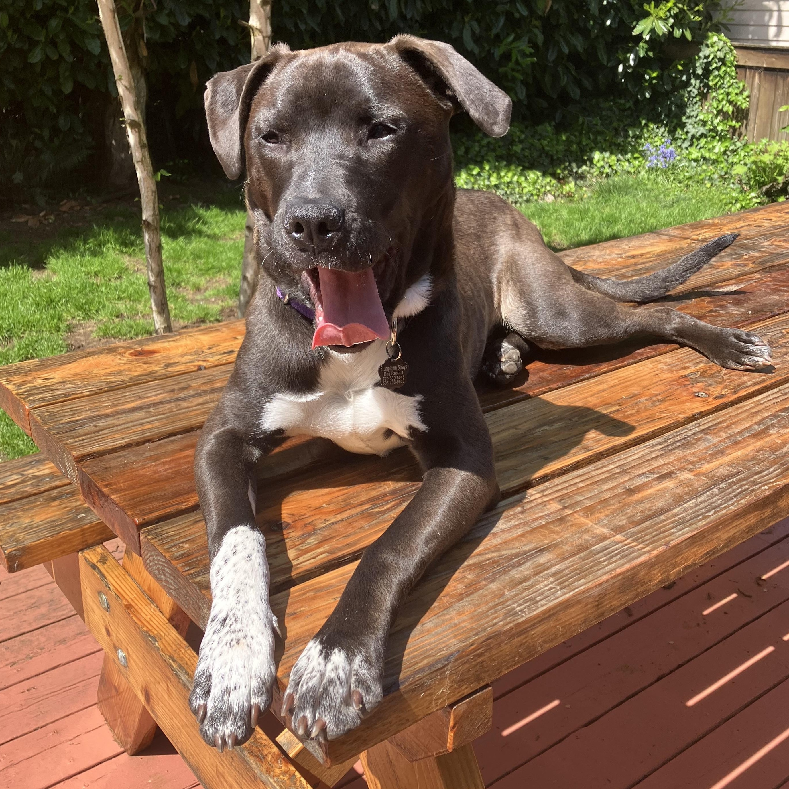 Enlarge Shaz, a Adoptable Pit Bull Terrier in Portland, OR image 3/6