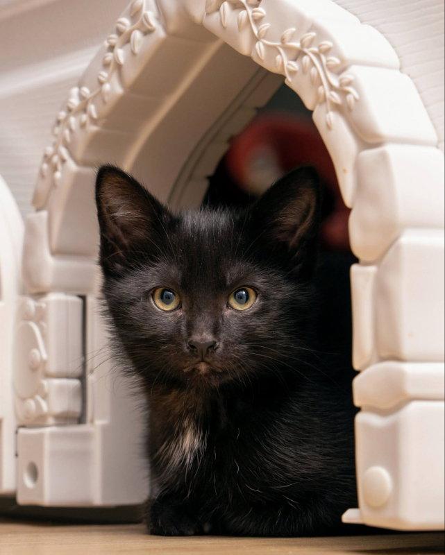 Enlarge Moe, a Adopted mixed breed in Knoxville, TN image 1/3