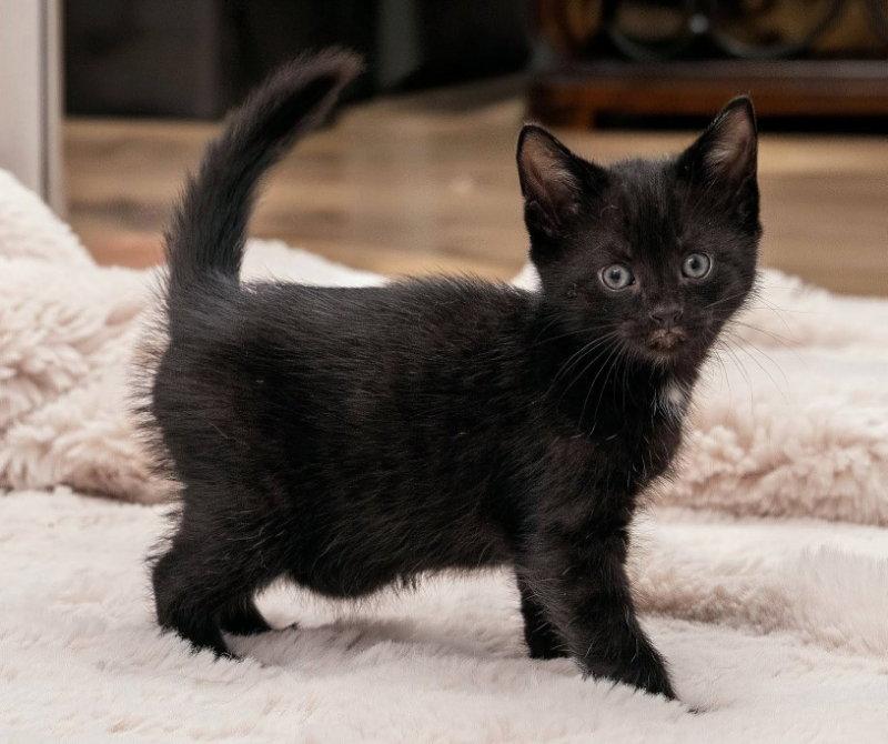 Enlarge Moe, a Adopted mixed breed in Knoxville, TN image 2/3