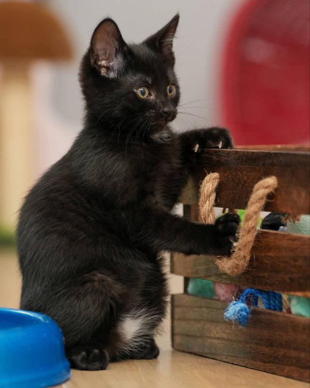 Enlarge Moe, a Adopted mixed breed in Knoxville, TN image 3/3