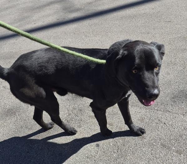 Enlarge Pen 100 Figaro, a Adoptable mixed breed in Lawrenceville, GA image 1/1