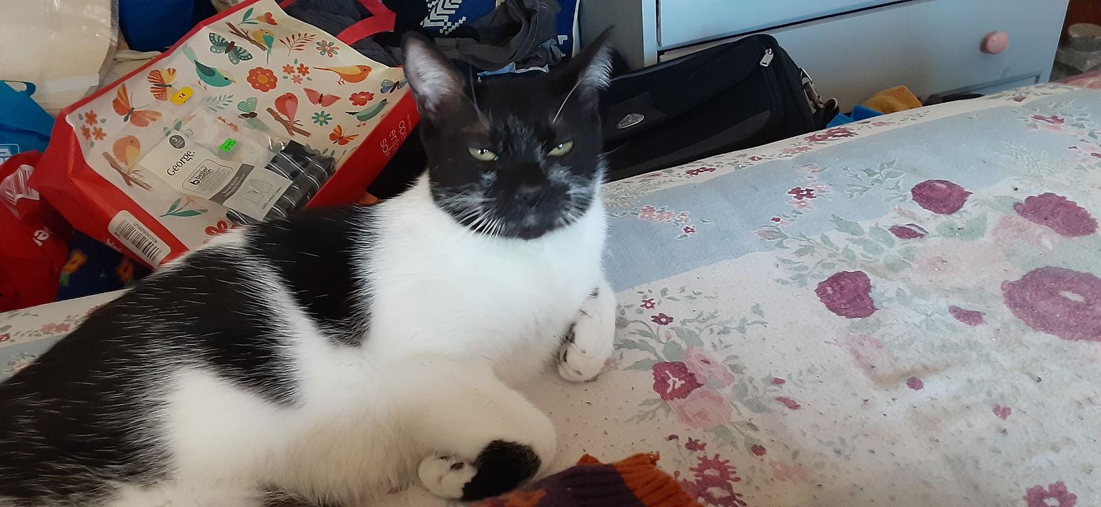 Q-Tip, Adoptable, Adult Male Domestic Short Hair.