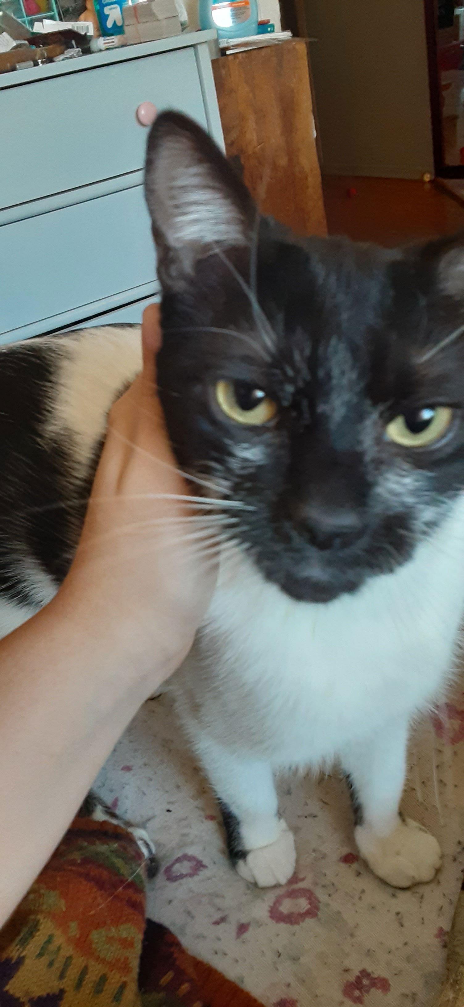 Enlarge Q-Tip, a Adoptable Domestic Short Hair in Montreal, QC image 2/3