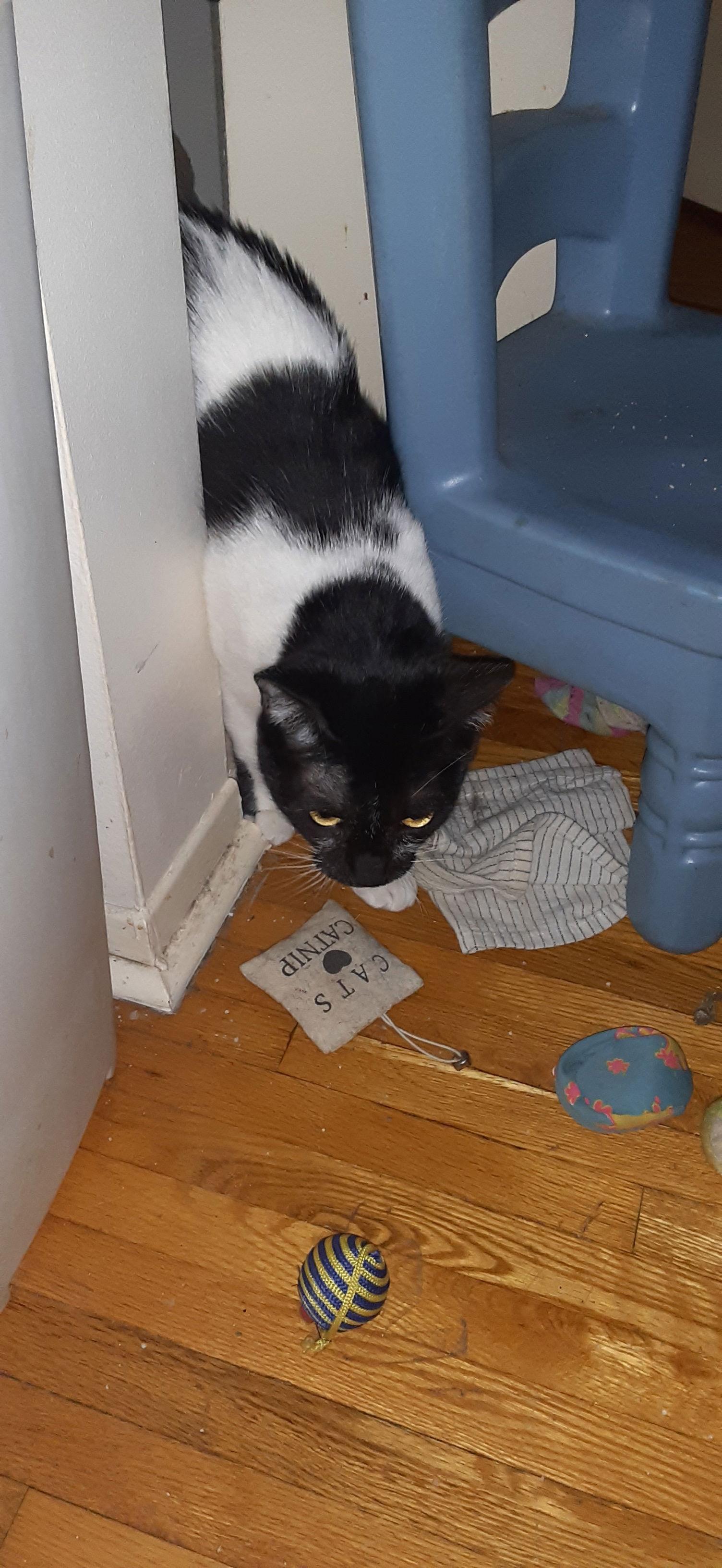 Enlarge Q-Tip, a Adoptable Domestic Short Hair in Montreal, QC image 3/3