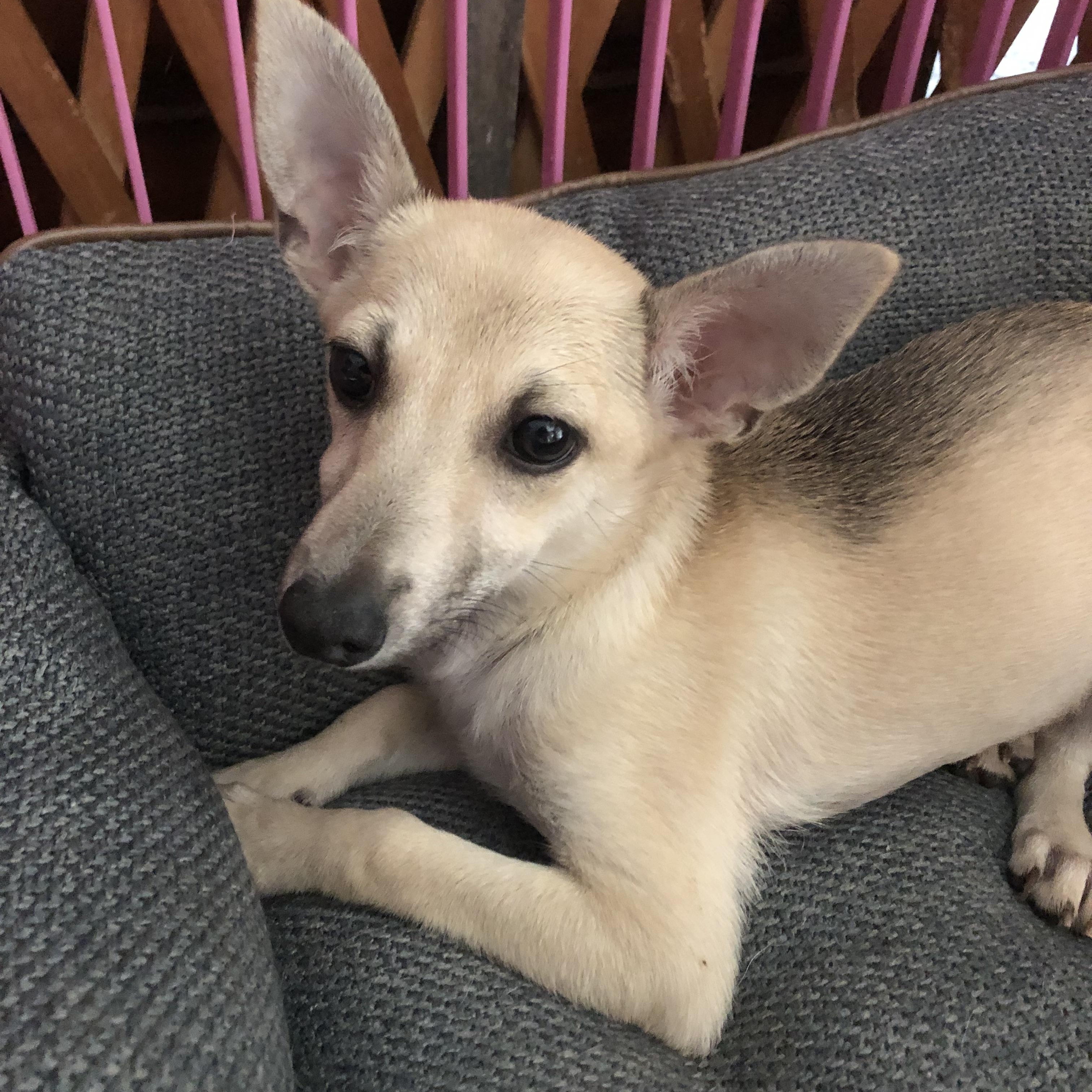 Enlarge Ming, a Adoptable mixed breed in Fresno, CA image 1/4